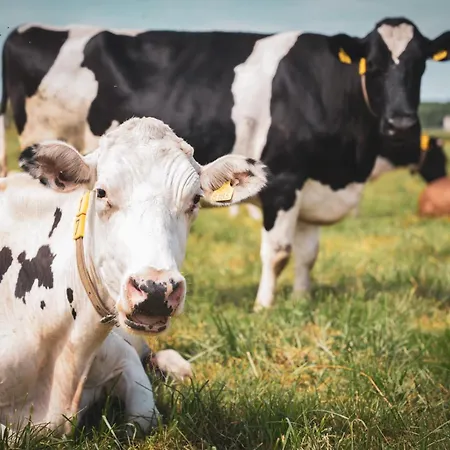 Gasthuis Joanna Jasinska Dąbki