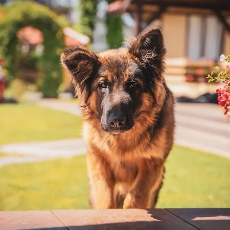 Joanna Jasinska Gasthuis *