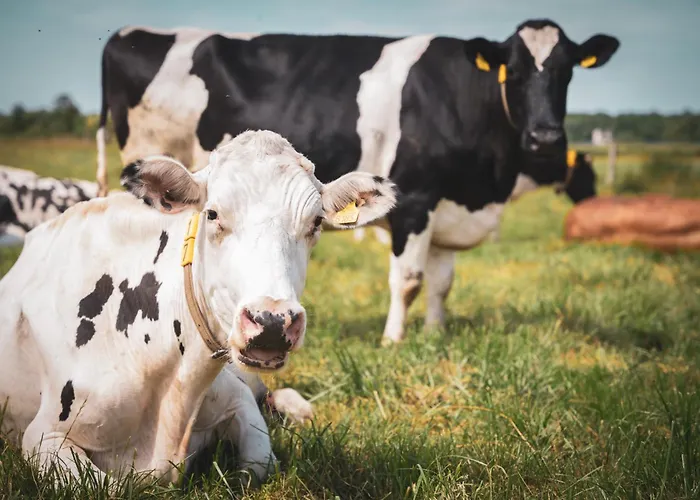 Maison d'hôtes Joanna Jasinska Dąbki