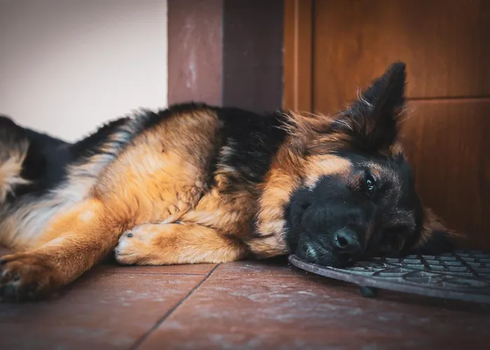 Maison d'hôtes Joanna Jasinska *