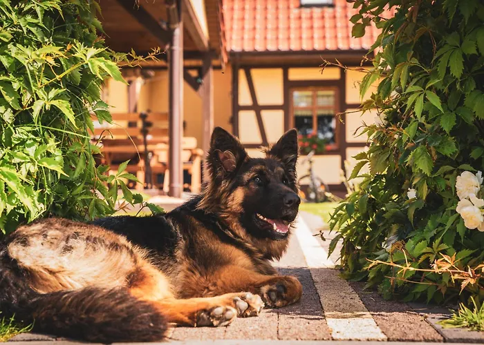 Joanna Jasinska Maison d'hôtes Dąbki